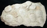 Spectacular Fossil Sand Dollar Cluster - Tall #8979-5